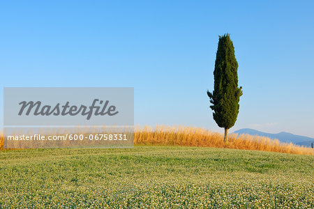 Clover and Wheat Fields with Mediterranean Cypress Tree (Cupressus sempervirens), Val d'Orcia, Siena Province, Tuscany, Italy Clover and Wheat Fields with Mediterranean Cypress Tree (Cupressus sempervirens), Val d'Orcia, Siena Province, Tuscany, Italy