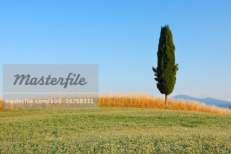 Clover and Wheat Fields with Mediterranean Cypress Tree (Cupressus sempervirens), Val d'Orcia, Siena Province, Tuscany, Italy