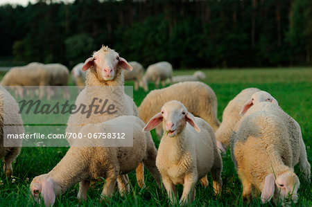 Sheep (Ovis aries) in a meadow in autumn, bavaria, germany