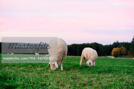 Sheep (Ovis aries) grazing in a meadow in autumn, bavaria, germany Sheep (Ovis aries) grazing in a meadow in autumn, bavaria, germany
