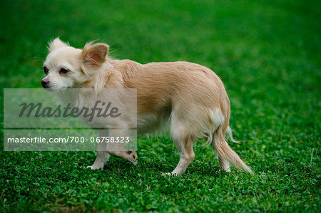 An adult Chihuahua (dog) in a meadow, bavaria, germany