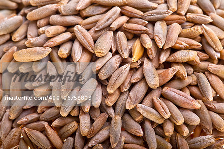 Dried rye seeds, close-up