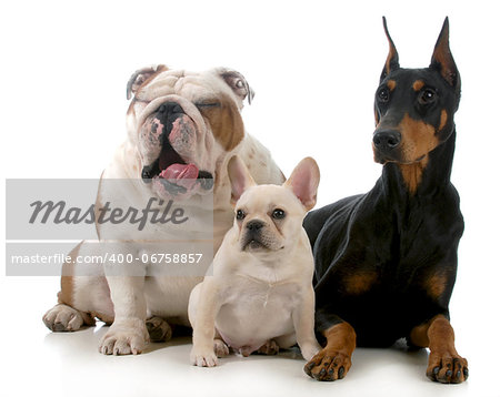 three dogs together isolated on white background - english bulldog, french bulldog, doberman pinscher