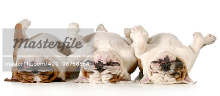 sleeping dogs - three bulldogs laying upside down isolated on white background