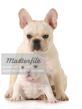 two puppies - french bulldog and english bulldog puppy sitting looking at viewer - 6 months and 5 weeks old