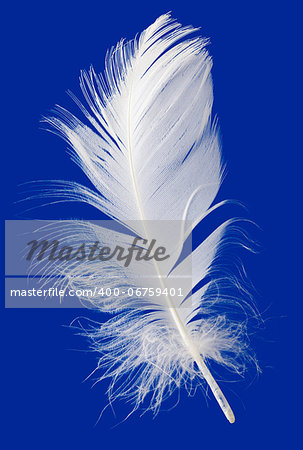 Goose Feather Isolated on Blue Background