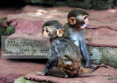 Two small monkeys. Park of monkeys in China