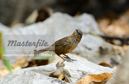 beautiful Limestone Wren Babbler (Napothera crispifrons calcicola) in Thai forest