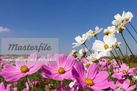 Field White and pink  cosmos flowers in Thailand