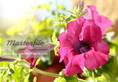 Pink flower Petunia Surfinia Vein in garden