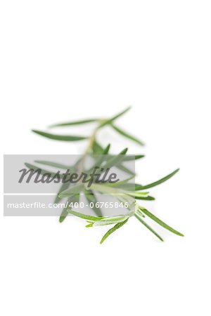 Fresh organic rosemary isolated on white background. Shallow dof