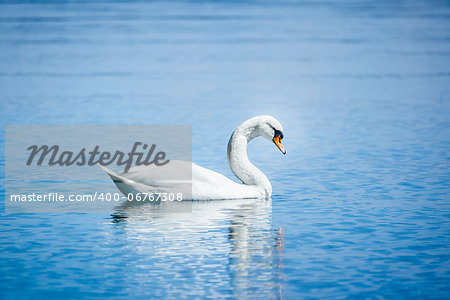 An image of a white swan at the lake Starnberg