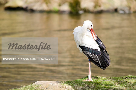 White stork at a lake (Ciconia ciconia) in early spring cleaning its feathers