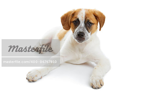 Young terrier female lying in front of white background and looking to the camera.