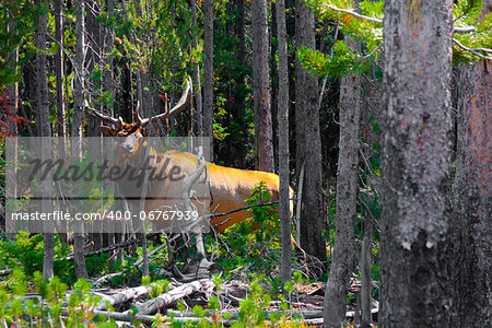 Elk in the Jungle in Yellowstone National Park,USA