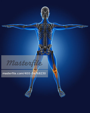 3D medical man with skeleton knees highlighted