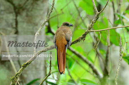 beautiful female Orange-breasted Trogon (Harpactes oreskios) sitting on branch at Kaeng Krachan National Park,Thailand