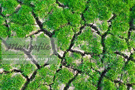 Texture of green grass on cracked earth