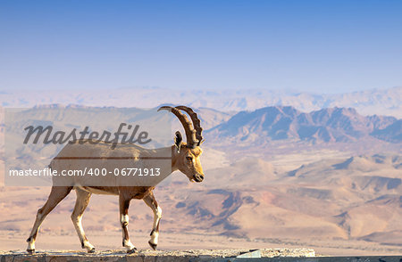 Wild ibex at Ramon crater in the Negev Desert in Israel