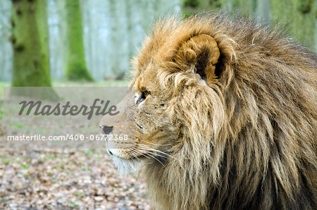 Close up Profile of Male Lion