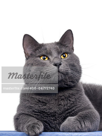 British shorthair cute cat sitting on wooden plank, isolated