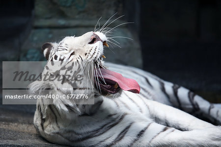 Beautiful yawning white tiger lying on stone surface on dark background