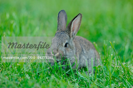 Domestic rabbit (Oryctolagus cuniculus forma domestica) young in a meadow, Bavaria, Germany