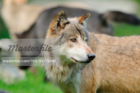 Close-Up Portrait of an Eastern wolf (Canis lupus lycaon), Germany