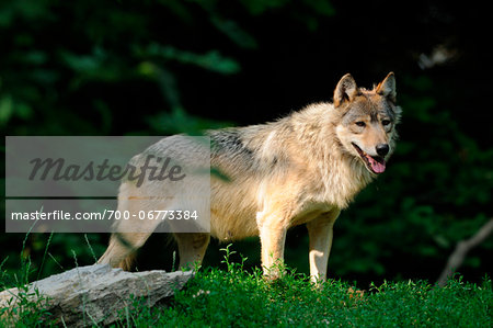 Eastern wolf (Canis lupus lycaon) standing at edge of forest, Germany