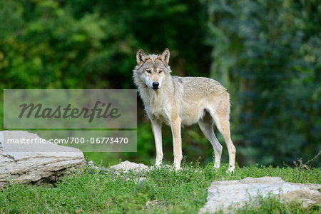 Eastern wolf (Canis lupus lycaon) standing on a meadow, Germany