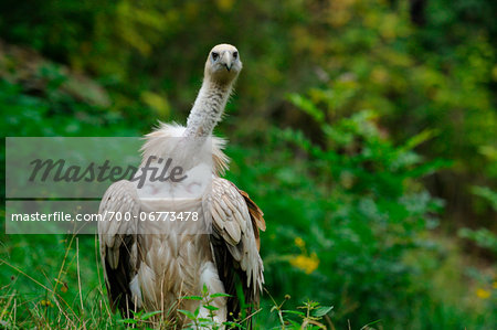 Griffon Vulture (Gyps fulvus) standing on a meadow, Germany