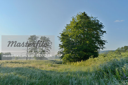 European Alder (Alnus glutinosa) in Meadow in Summer, Upper Palatinate, Bavaria, Germany