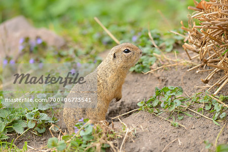 Close-up an European ground squirrel (Spermophilus citellus) on a meadow, Bavaria, Germany