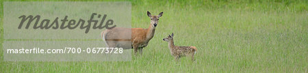 Red deer (Cervus elaphus) female with fawn standing in a meadow in spring, Bavaria, Germany