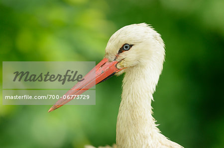 Portrait of a White Stork (Ciconia ciconia) in summer, Zoo Augsburg, Bavaria, Germany, Europe Portrait of a White Stork (Ciconia ciconia) in summer, Zoo Augsburg, Bavaria, Germany, Europe
