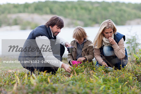 Parents and son picking bilberries