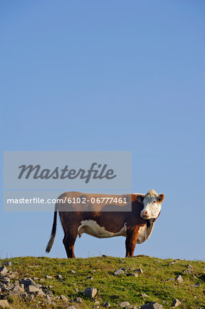 Cow under blue sky