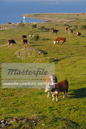 Cows in pasture