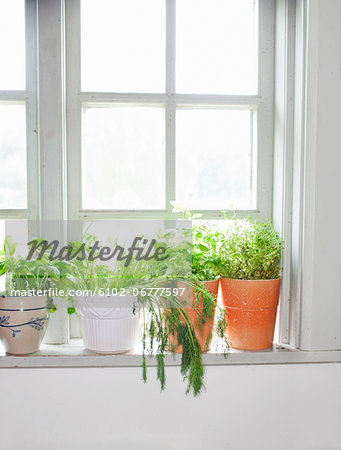 Herbs on window sill