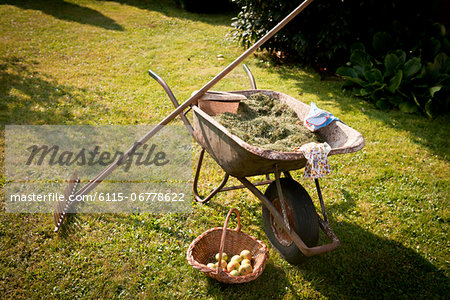 Wheelbarrow full of mown grass in the garden, Munich, Bavaria, Germany