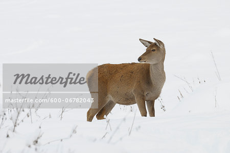 Female Red Deer (Cervus elaphus) in Winter, Bavaria, Germany