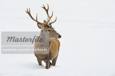 Male Red Deer (Cervus elaphus) in Winter, Bavaria, Germany