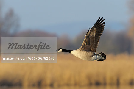 Canada Goose in Flight (Branta canadensis), Kuhkopf-Knoblochsaue Nature Reserve, Hesse, Germany