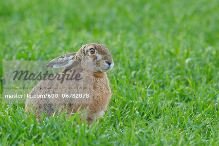 European Brown Hare (Lepus europaeus) in Grain Field in Springtime, Hesse, Germany