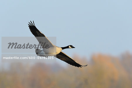 Canada Goose (Branta canadensis) in Flight, Kuhkopf-Knoblochsaue Nature Reserve, Hesse, Germany