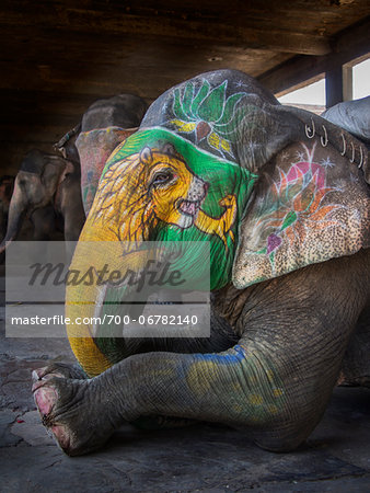 Decorated elephants in stable, Amber, India