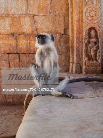 Gray Langur Monkey in Ruins of Chittorgarh Fort, Rajasthan, India