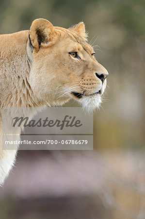 Portrait of a female Lion (Panthera leo) outdoors in a Zoo, Germany