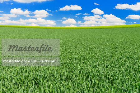Grain field and Cloudy sky, Springtime, Hesse, Germany