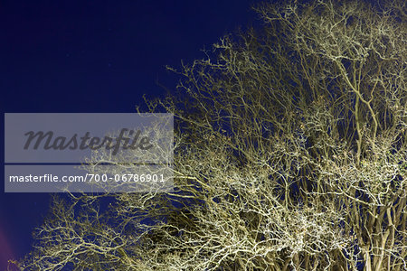 Dense Bare Tree Branches Against Night Sky, Savannah Georgia